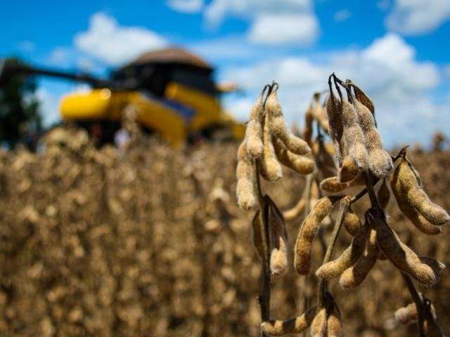 Em MS, fogo consumiu R$ 1,6 milh&atilde;o em eucalipto de ind&uacute;stria da celulose