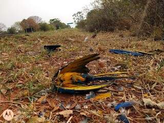 Araras-canind&eacute; s&atilde;o encontradas sem as cabe&ccedil;as em estrada de MS