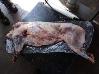 Segundo a PMA, animal morto pode ser um porco monteiro ou queixada. (Foto: Divulgação)