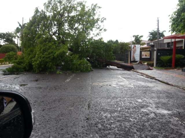 Chuva cancela tr&ecirc;s v&ocirc;os e derruba &aacute;rvore em rua do Jardim dos Estados