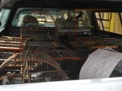 PMA e Imasul multam em R$ 35 mil dono de criadouro de aves na Capital