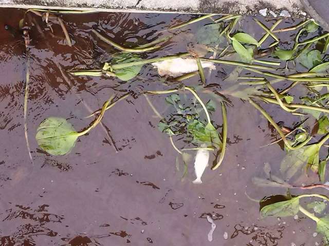 Decoada tem causado mortandade de peixes pequenos no Pantanal