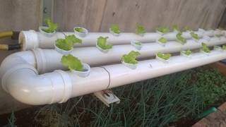 Sem espaço, horta hidropônica no PVC foi a solução para uma alimentação saudável. (Foto: Wenndel de Jesus).