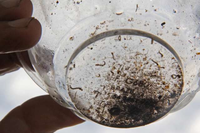 Em uma semana, Capital tem 85 casos de suspeita de dengue por dia