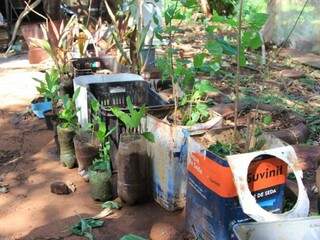 Famílias que invadiram área já plantaram amora, caju, abóbora e tomate (Foto: Marina Pacheco)