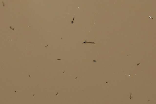 Ap&oacute;s focos de mosquito, governo promete intensificar limpeza em parque
