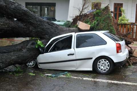 Árvore cai e destroi dois carros na região central de Campo Grande
