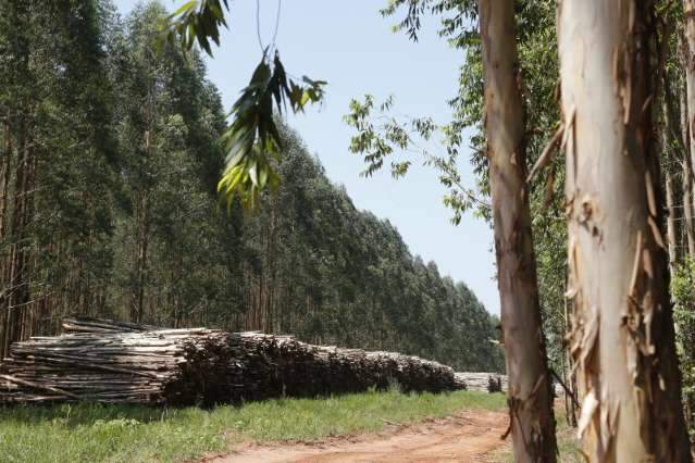 MS tem maior &aacute;rea plantada com eucalipto do Centro-Oeste, diz IBGE