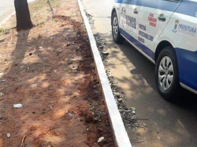 Homem &eacute; flagrado arrancando fio em canteiro de avenida e acaba preso 