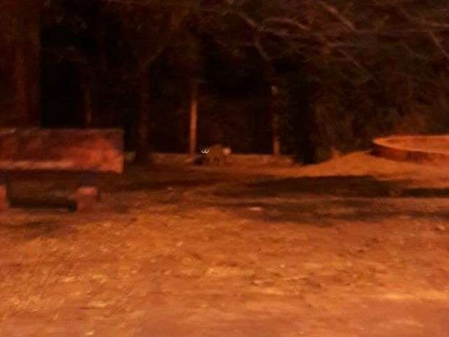On&ccedil;a-pintada reaparece em avenida , &eacute; fotografada e vista por 7 pessoas