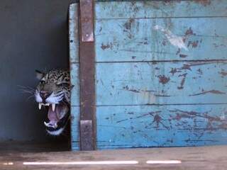 A onça pintada fugiu duas vezes do centro de reabilitação de animais silvestres em 2010 (Foto: Marcelo Oliveira)