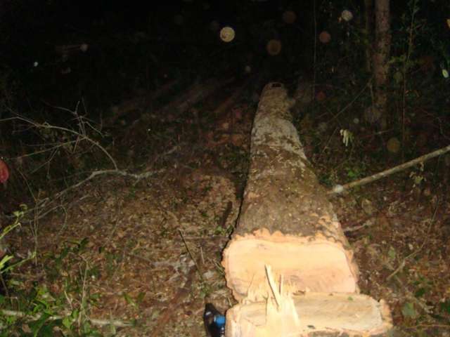 Dupla de assentados &eacute; multada em R$ 12 mil por explora&ccedil;&atilde;o ilegal de madeira