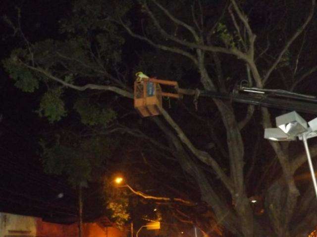 Prefeitura faz manuten&ccedil;&atilde;o em &aacute;rvores do canteiro central da Afonso Pena