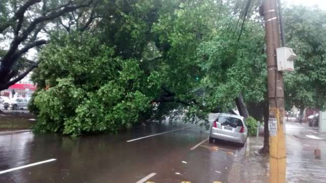 &Aacute;rvore cai sobre carro e interdita tr&acirc;nsito na Avenida Afonso Pena