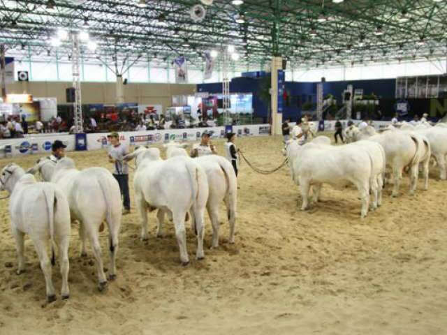  Expoinel MS come&ccedil;a em novembro com 11 leil&otilde;es programados e mais de 800 animais