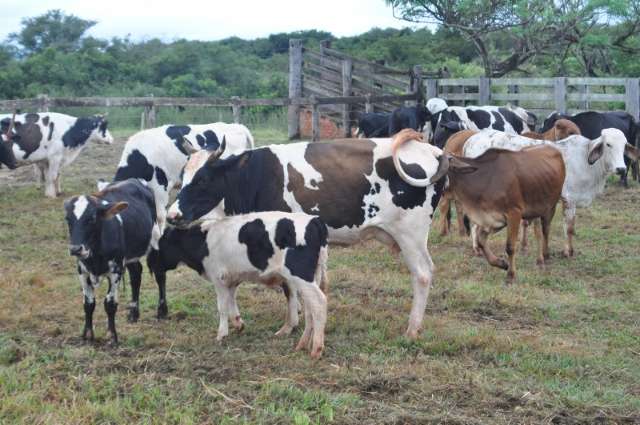Em 2015, mais de 10 milh&otilde;es de cabe&ccedil;as de gado foram vacinadas contra aftosa