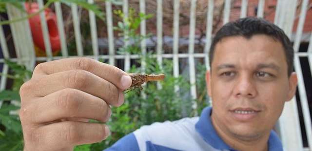 Cobra-cigarra aparece em UBS e assusta pacientes e funcion&aacute;rios