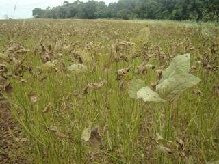 Ferrugem asiática é uma das principais doenças que atingem a soja. (Foto: Embrapa)