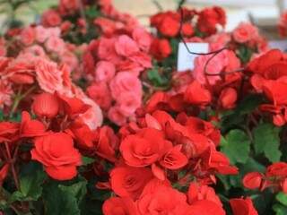 Rosas são opções de presentes no Dia das Mães.
(Foto: Marina Pacheco)