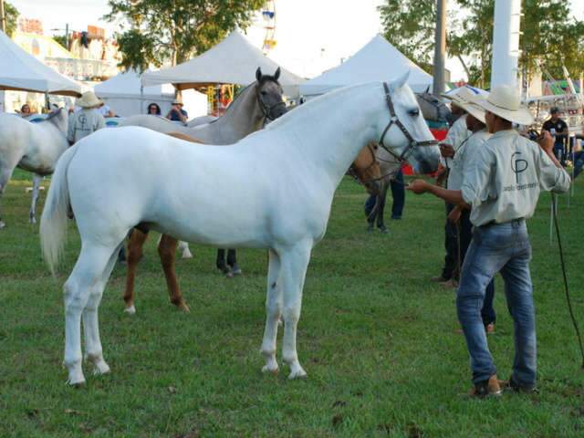 Versátil, Cavalo Pantaneiro conquista espaço no mercado – Revista Rural