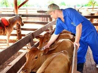 Vacinação contra febre aftosa feita em propriedade de Campo Grande. Prazo no Pantanal foi prorrogado para 30 de julho. (Foto: Divulgação/Famasul)