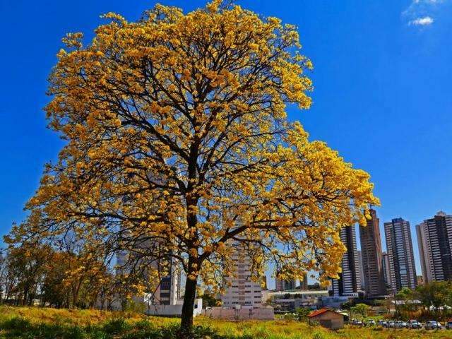 Fim de semana ser&aacute; de c&eacute;u claro e altas temperaturas em todo o Estado 