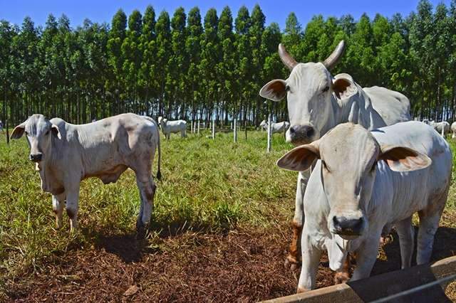 Valor da produ&ccedil;&atilde;o agropecu&aacute;ria em MS tem queda de 1,7% e fica em R$ 27 bi