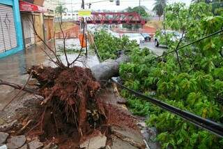 Árvore caiu na rua Antônio Maria Coelho. (Foto: Marcos Ermínio)