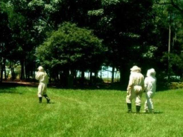 Idoso morre a caminho do hospital ap&oacute;s ataque de abelhas em ch&aacute;cara 