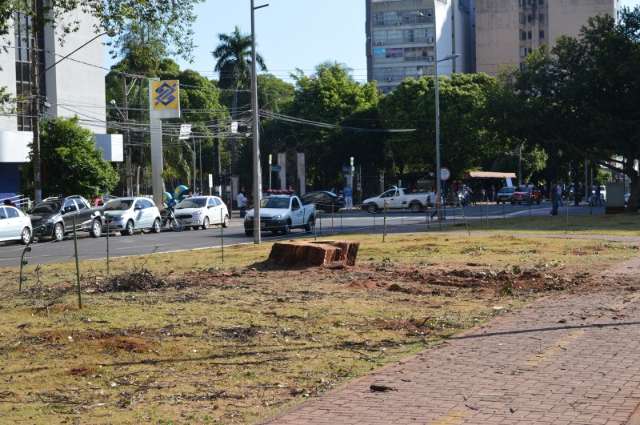 Com risco de queda, ingazeiro &#039;quarent&atilde;o&#039; na Afonso Pena &eacute; cortado