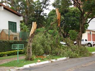 Árvore quebrou ao meio, na Capital. (Foto: Pedro Peralta)
