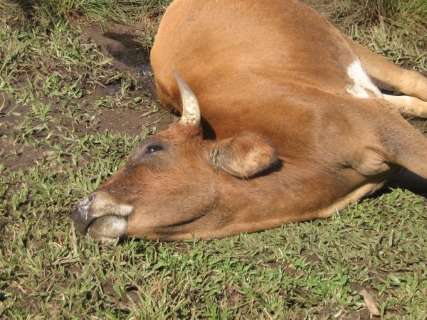 Focos de raiva em bovinos são confirmados em três cidades de MS