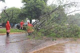 Árvore obstruiu parte da via impedindo a passagem de veículos. (Foto: Alcides Neto)