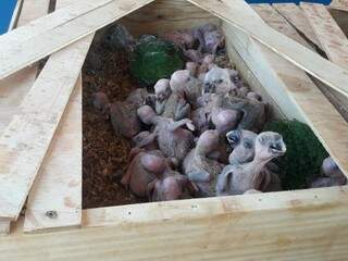 Filhotes de papagaios estavam encaixotados (Foto: PMA/Divulgação)