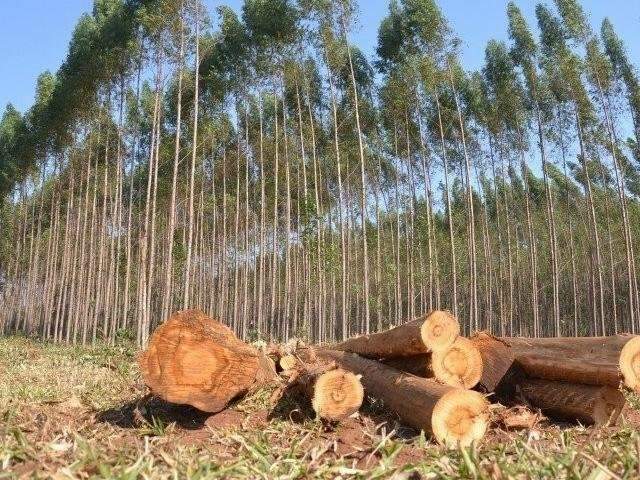 Mudan&ccedil;a na explora&ccedil;&atilde;o florestal amplia consumo do setor industrial