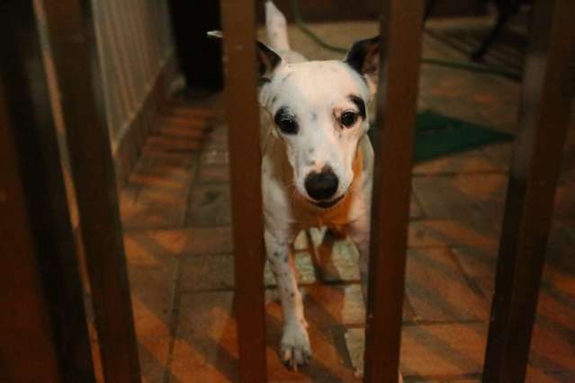 Morte de animais envenenados cria clima de tens&atilde;o no Ot&aacute;vio P&eacute;cora