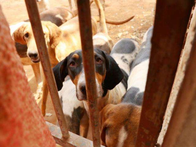 Ap&oacute;s resgate de 40 foxhound, moradores denunciam &#039;pris&atilde;o&quot; de c&atilde;es da mesma ra&ccedil;a