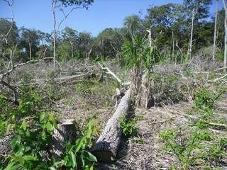 Em fiscalização, PMA detectou desmatamento na chácara do suspeito. (Foto: Divulgação/PMA-MS)