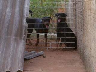 Cães foram trancados em uma área, no fundo do quintal (Foto: Kisie Ainoã)