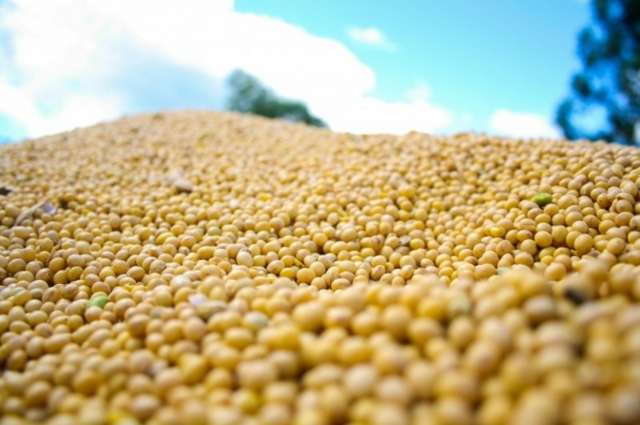 Parceria resulta em 1&ordf; soja geneticamente modificada desenvolvida no Brasil