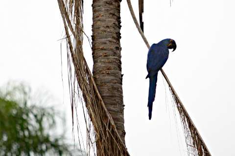 Plano prevê ações para evitar extinção de aves do Cerrado e Pantanal