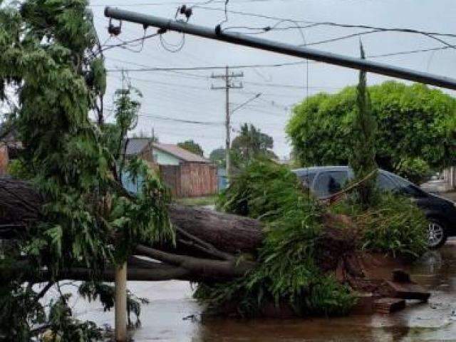 Em 45 minutos, temporal derruba 15 &aacute;rvores em Campo Grande