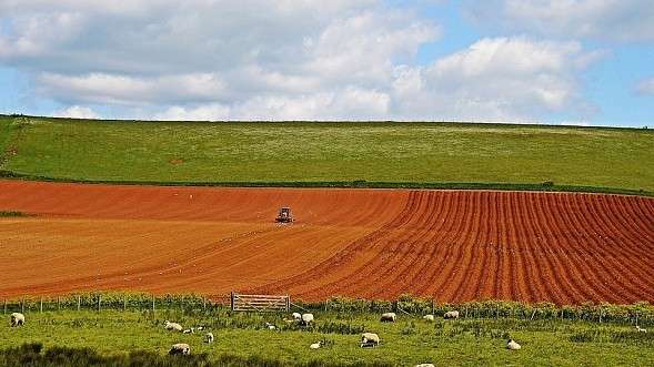 Com 900 mil ha de florestas plantadas, MS sedia evento sobre o setor