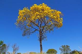  No dia da árvore, comemorado hoje, o ipê amarelo dá o ar da graça na manhã desta segunda-feira,  na Capital. (Foto: Marcos Ermínio) 