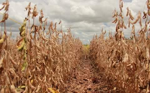 Em MS, 68% da área plantada de soja já foi colhida e plantio de milho avança