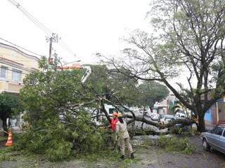 árvore deixou a via bloqueada (Foto: Paulo Francis)