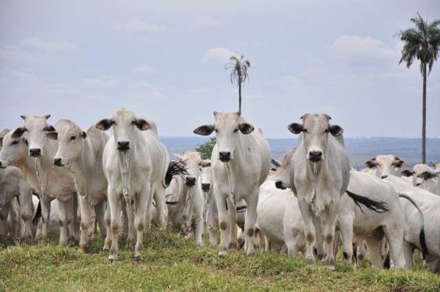 Minist&eacute;rio estima em R$ 22 bilh&otilde;es valor da produ&ccedil;&atilde;o agropecu&aacute;ria em 2014
