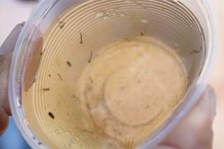 Larvas do mosquito levam de 8 a 10 dias para se tornarem insetos adultos (Foto: Marcos Ermínio)