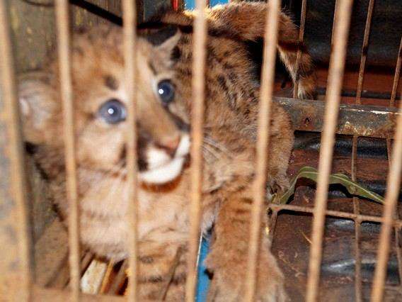 Trabalhador de usina encontra filhote de on&ccedil;a parda e o leva para casa