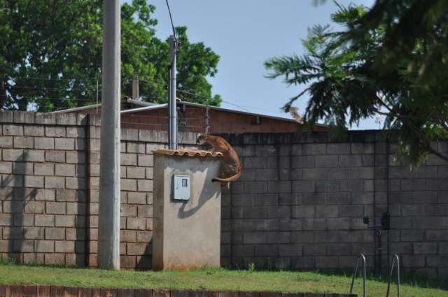 On&ccedil;a foge de residencial e espalha p&acirc;nico ao se esconder em casa